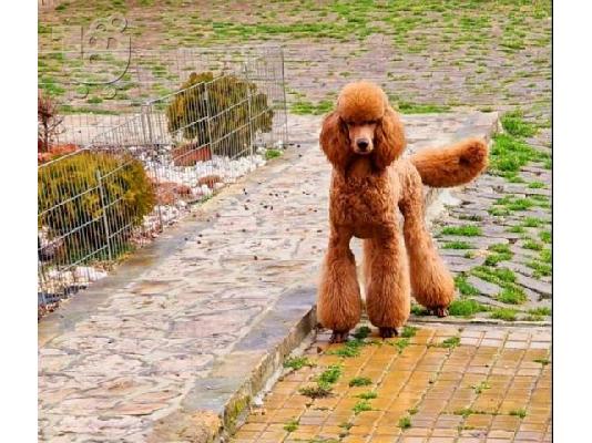Royal Poodle κουτάβια